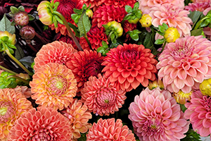 Comparison of Dahlia Cultivars for Specialty Cut Flower  Production in the Northeastern United States