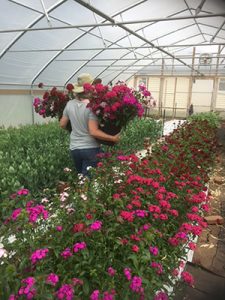 Woman carrying two buckets of flowers in a greenhouse.