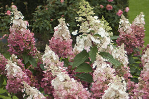 Legal Issues for Cut Flower Farmers