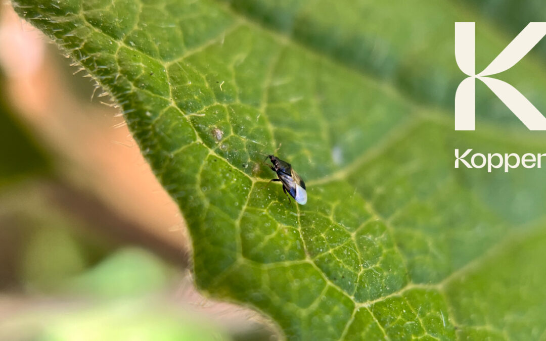 Ask an Expert: Pest Management for Cut Flower Farmers
