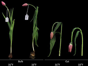 Longterm Subzero Storage of  Specialty Cut Flowers