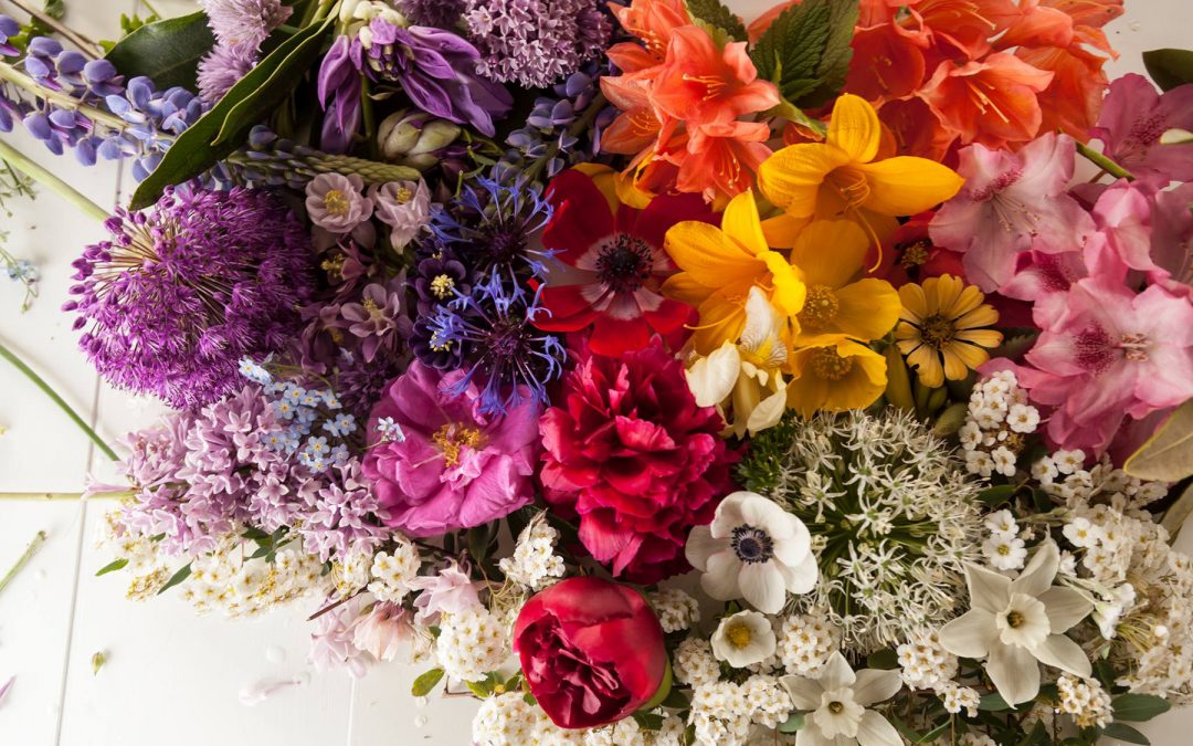 Manipulating Light Quality and Duration to Improve the Greenhouse Production of Specialty Cut Flowers