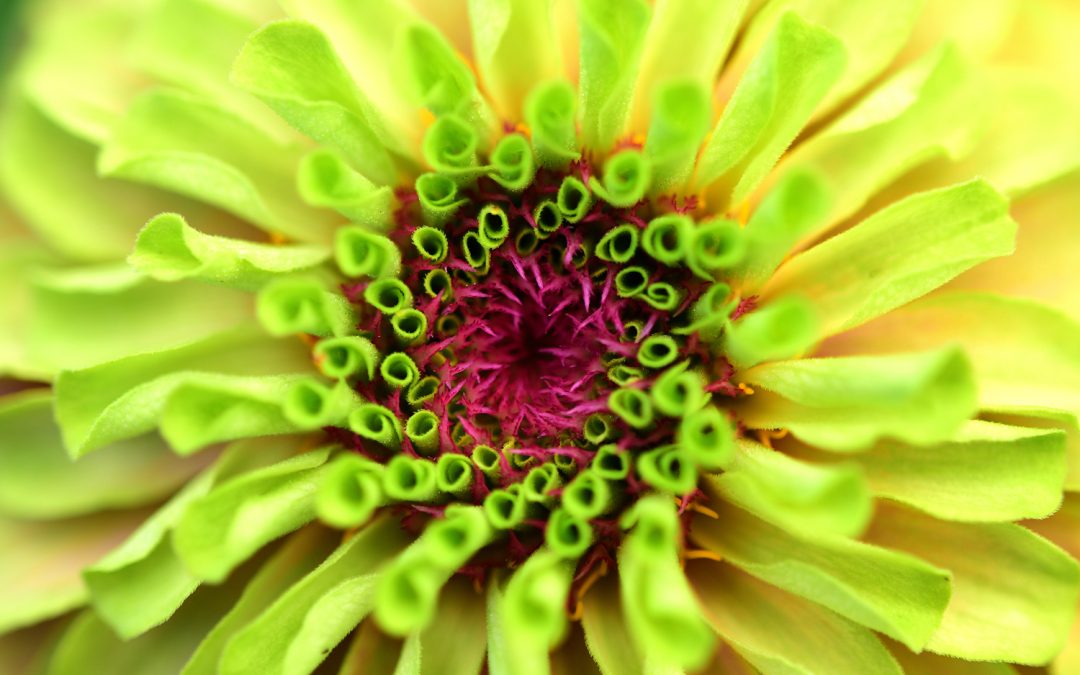 Reminder: The Cut Flower Quarterly Submission Deadline