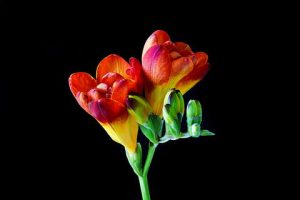 Tunnels for Improving Timing, Yield, and Quality of Five Cut Flowers