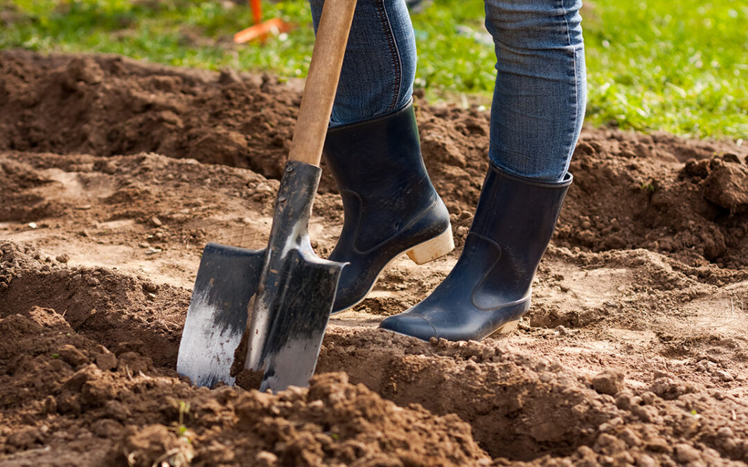 Digging Deep: Five Best Things to Manage Soil Health for Cut Flower Farmers